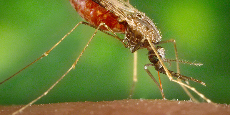 Our research on malaria