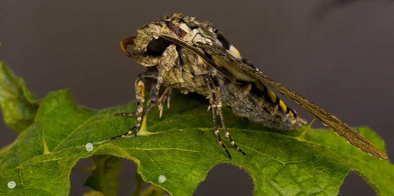 Photo credit Rupesh Kariyat Bee on Solanum