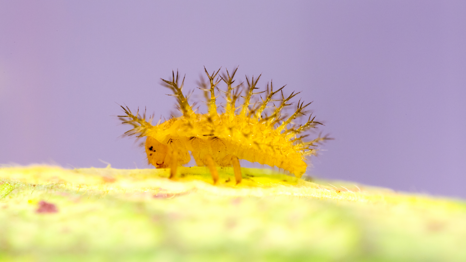Epilachna varivestis larvae; photo credit Hannier Pulido Epilachna varivestis