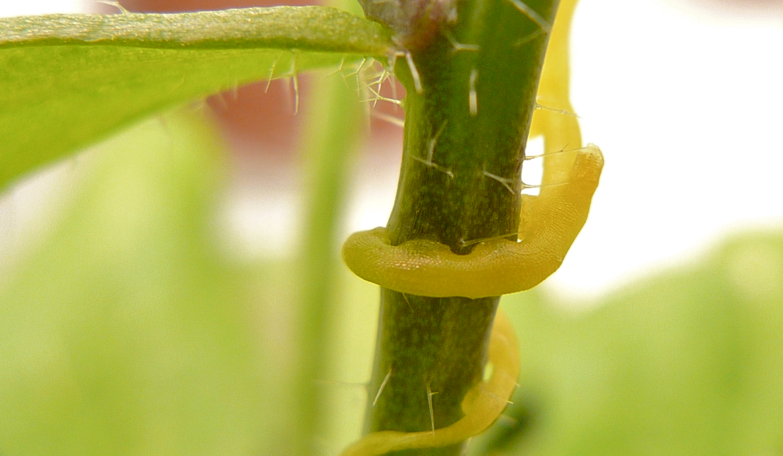 Cuscuta pentagona; photo credit Jason Smith Plant Plant Interactions