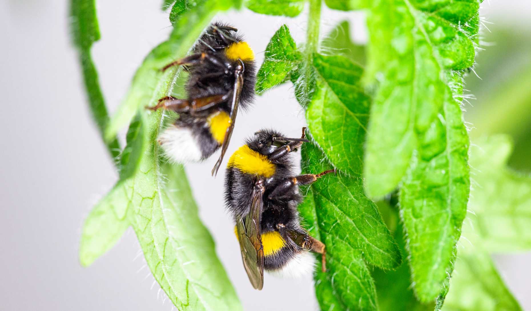 Plant-pollinator interactions. Photo: Biocommunication research group, ETH Zurich